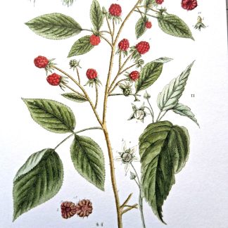 Postikortti (280)